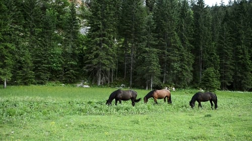 Group of Horses in the Summer Pasture