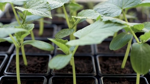 Culture de plants de concombres