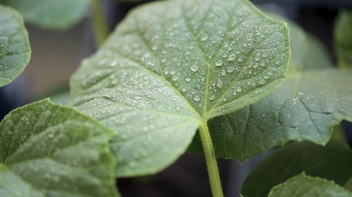 Culture de plants de concombres
