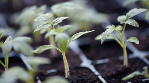 Wachsende Tomatensetzlinge