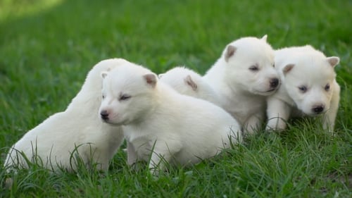 White Husky Puppies