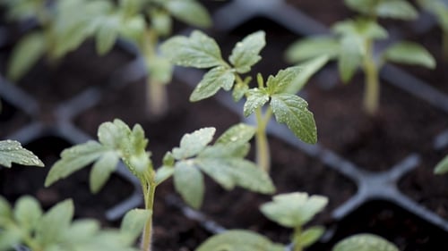 Wachsende Tomatensetzlinge