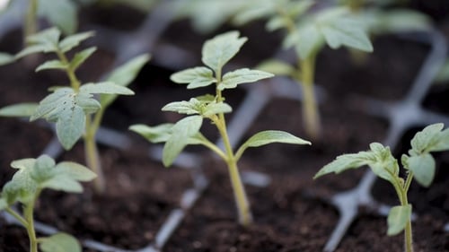 Wachsende Tomatensetzlinge