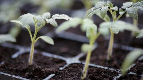Wachsende Tomatensetzlinge