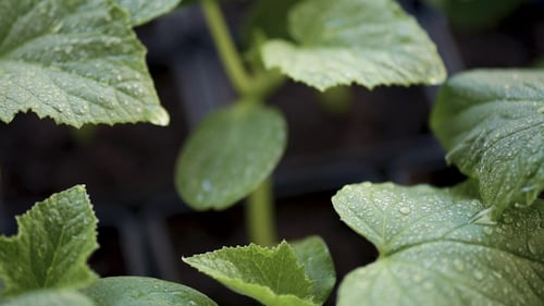 Culture de plants de concombres