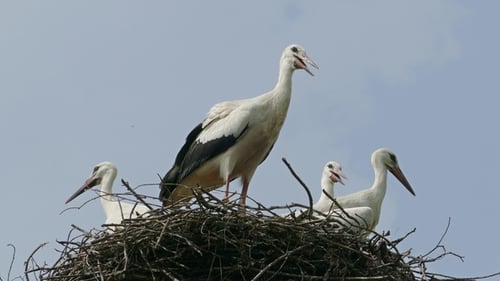 Group of Storks Gathered Together in Their Nest