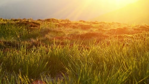 Mountain Field with Wild Plants at Sunset