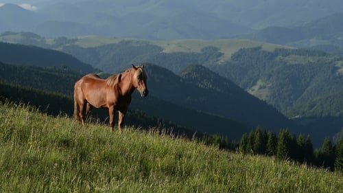 Die Berglandschaft mit weidendem Pferd