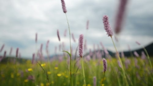 Mountain Field with Wild Flowers