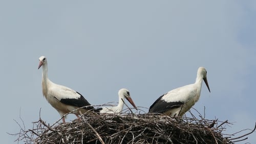 Storchenfamilie im Nest