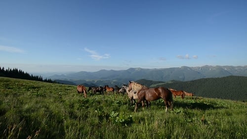 Die Berglandschaft mit weidendem Pferd