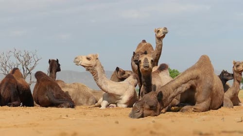 Kamele auf der Pushkar-Messe, auch Pushkar-Kamelmesse oder lokal als Kartik Mela bezeichnet