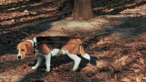 Beagle Sniffs Through Leaves in Park