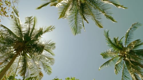 Lush Palm Trees Swaying in Tropical Sunlight