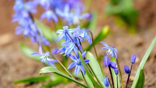First Spring Flowers Blue Snowdrops in the Woods. Beautiful Spring Flowers in the Wild.
