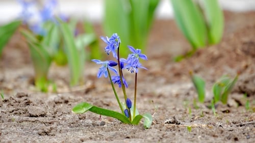 Erste Frühlingsblumen Blaue Schneeglöckchen im Wald. Wunderschöne Frühlingsblumen in freier Wildbahn.