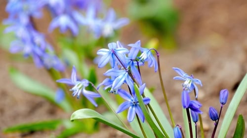 Erste Frühlingsblumen Blaue Schneeglöckchen im Wald. Wunderschöne Frühlingsblumen in freier Wildbahn.