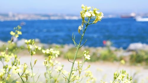 Landscape Beach Flowers Sea