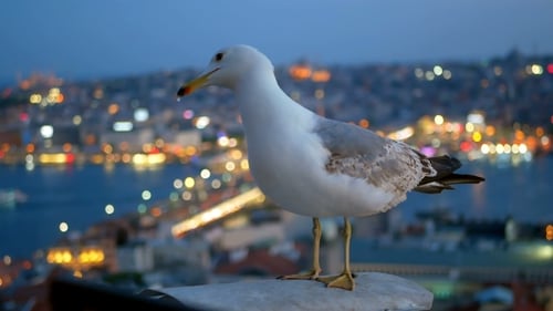 Fly Gull Bird City Light