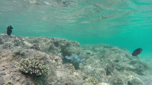 Blue Spotted Ray Hides Near Coral Reef