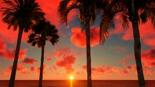 Animated Tropical Sunset with Palm Trees by the Ocean