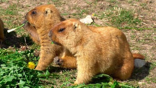 Adorable Marmots Eating Dandelions and Greens
