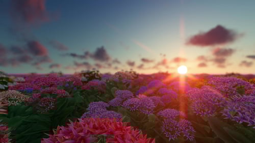 Beautiful Sunset Over Vibrant Flower Field Nature Motion Background