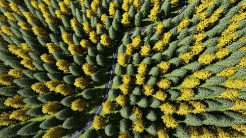 Bend Road entre a Floresta