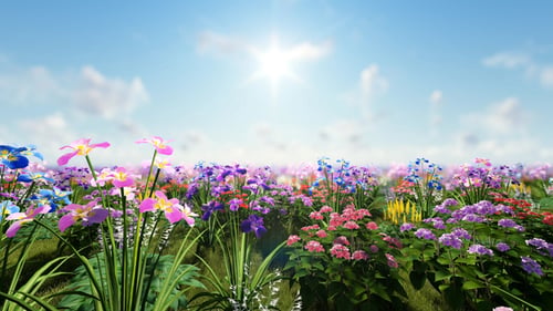 Beatiful Flowers with Sun