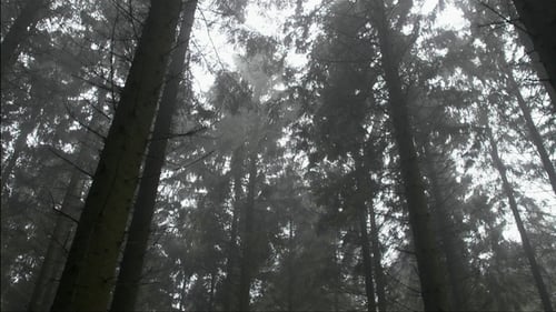 Bewegen Sie sich durch Woods
