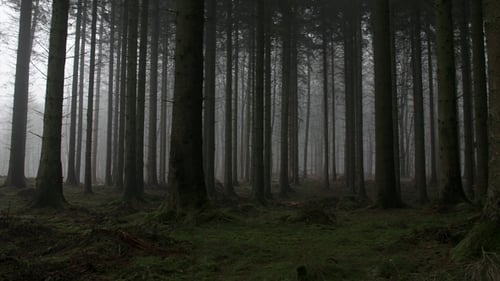 Eerie Forest