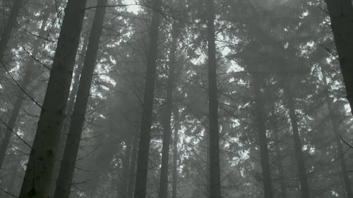 Misty Woods