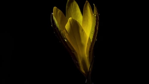 Yellow Flower Blooming in Time Lapse on Black