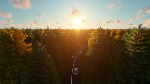 Road amoung the Trees at Sunset