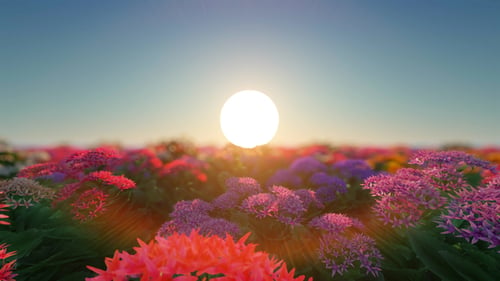 Flower Field and Sun