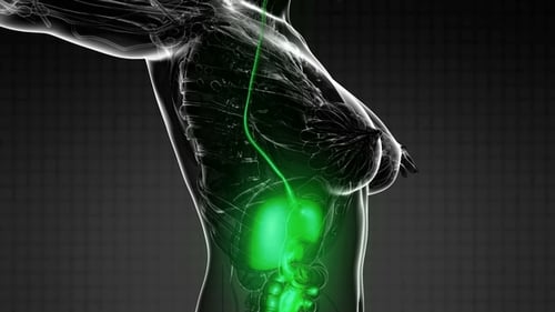 Human Body with Visible Digestive System