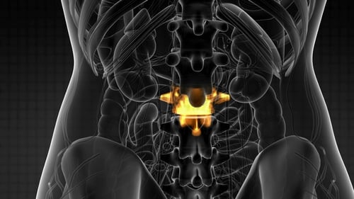 3D Medical Animation of Human Spine with Lumbar Highlight