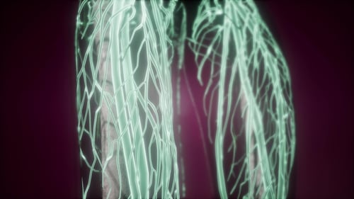 Human Body with Glow Blood Vessels