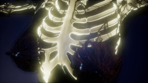 3D Medical Scan of Human Rib Cage and Organs