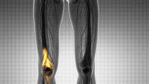 Anatomie der Knie