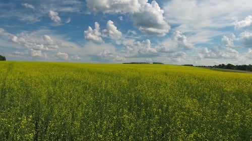 Aerial View on Flowering Rapeseed Field