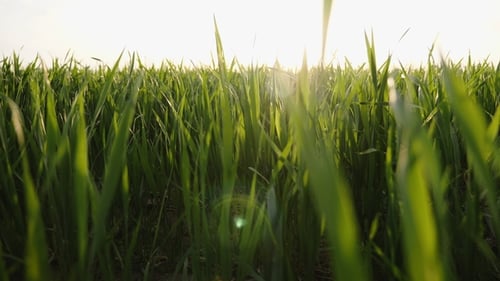 Flying Slowly Over a Wheat Field at Sunset