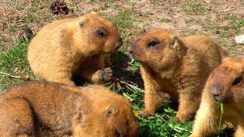 Groundhog