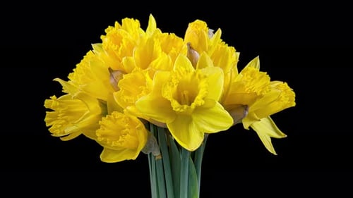 Blooming Daffodils Time Lapse on Black Background