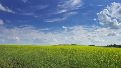 Wunderschönes blühendes Rapsfeld unter blauem Himmel