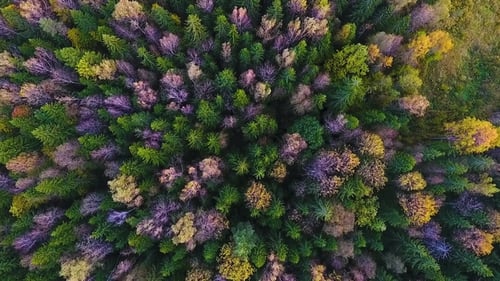 Autumn Forest in the Kaluga Region. Russia
