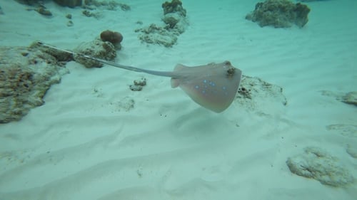 Blue Spotted Stingray in the Andaman Sea