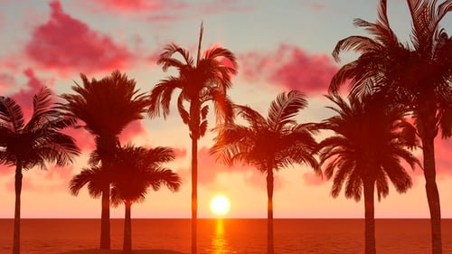 Palm Trees At Sunset