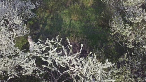 Aerial View. Girl and Blooming Cherry. The Girl Is Walking in Nature Lifestyle Blossoming Garden