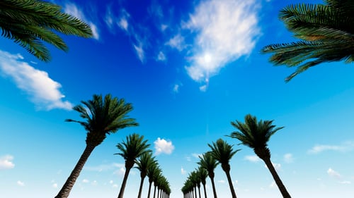 Driving Through Palm Trees